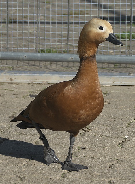 褒奖