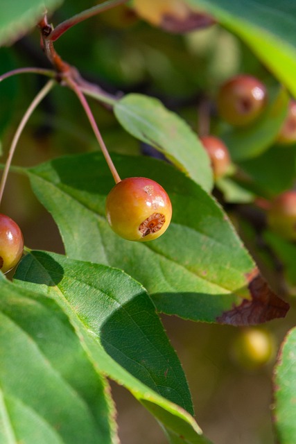 如加大对替 如加大对替